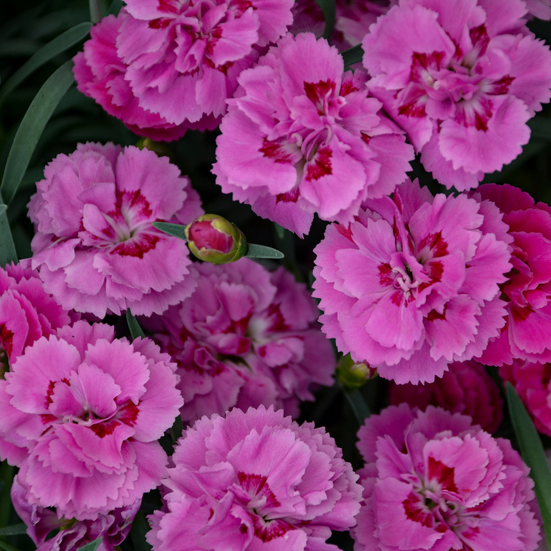 Pinks 'Goody Gumdrops'