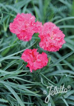 Dianthus caryophyllus 'Grenadin Pink' (hardy carnation), close-up of flowers.