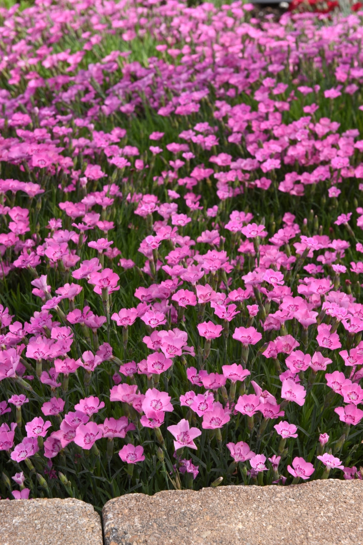 Pinks Mountain Frost 'Pink Carpet'