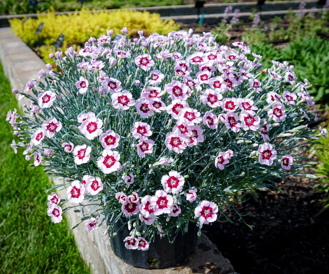 Pinks Mountain Frost 'Ruby Snow'