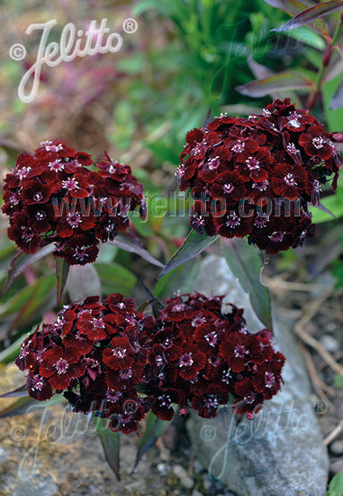 Sweet William 'Sooty'