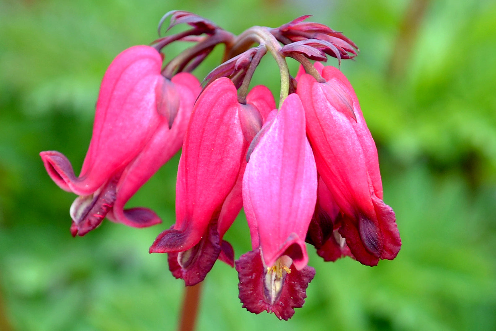 Dicentra 'Amore Rose' (fernleaf bleeding heart), close-up of flowers.