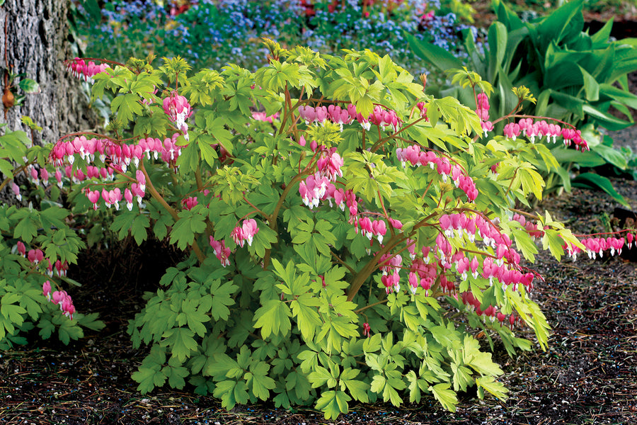 Dicentra spectabilis 'Gold Heart' (bleeding heart), entire plant in bloom.