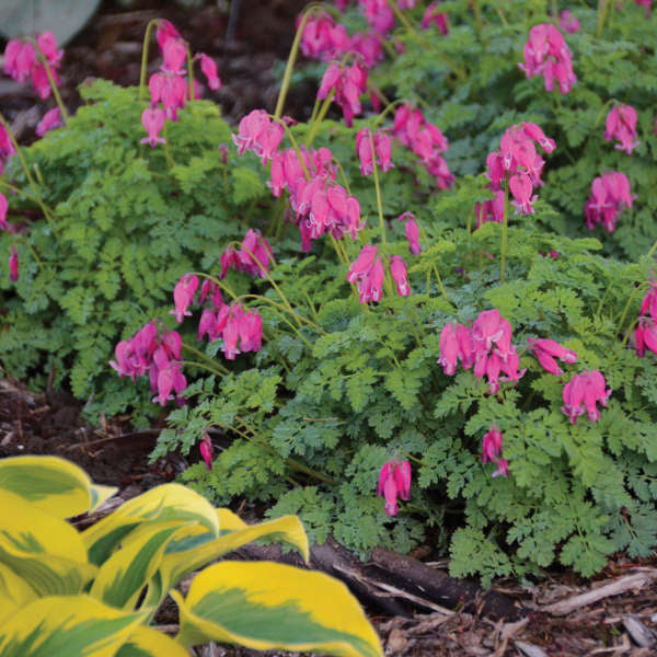 Dicentra 'King of Hearts' (fernleaf bleeding heart), entire plant in bloom.