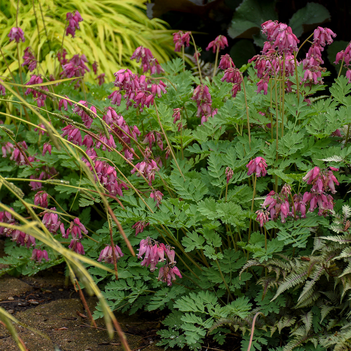 Dicentra formosa 'Luxuriant' (fernleaf bleeding heart), entire plant in bloom.
