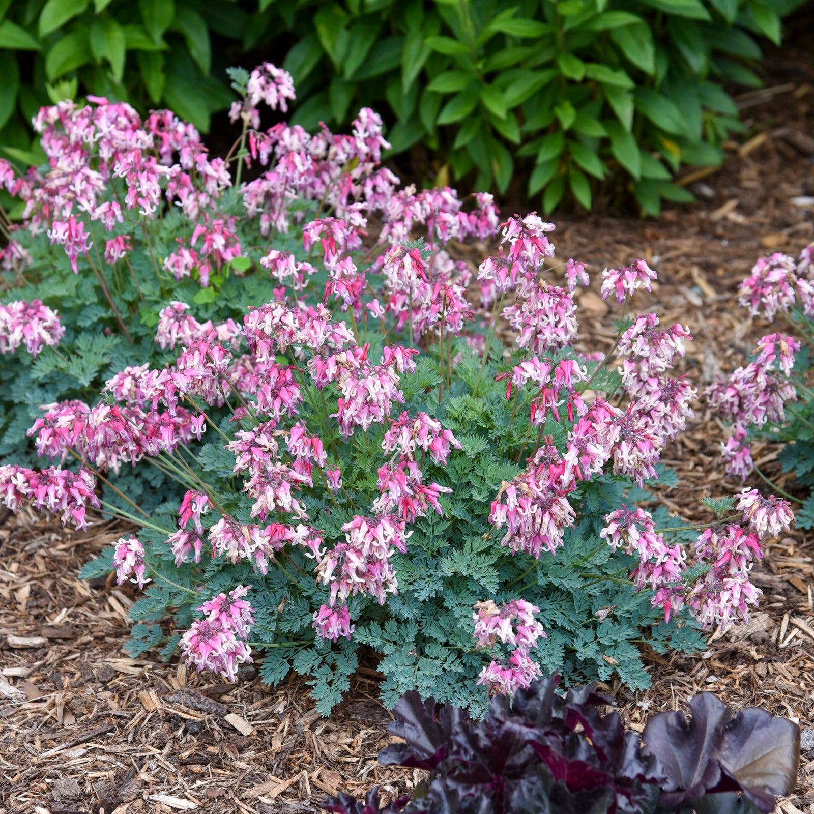 Dicentra 'Pink Diamonds' (fernleaf bleeding heart), entire plant in bloom.