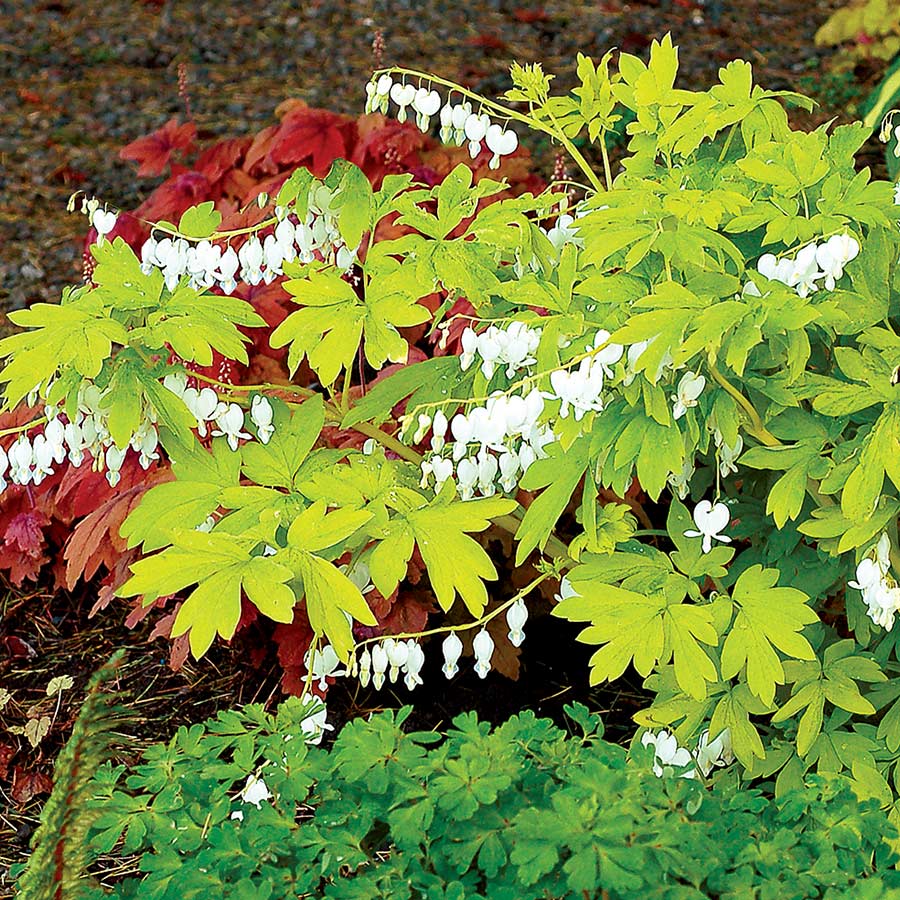 Dicentra spectabilis 'White Gold', flowers and foliage.