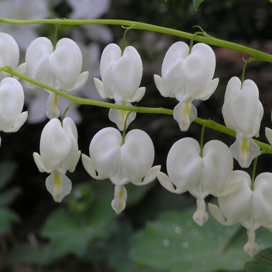 Dicentra spectabilis 'Alba' (white bleeding heart), close-up of flowers.