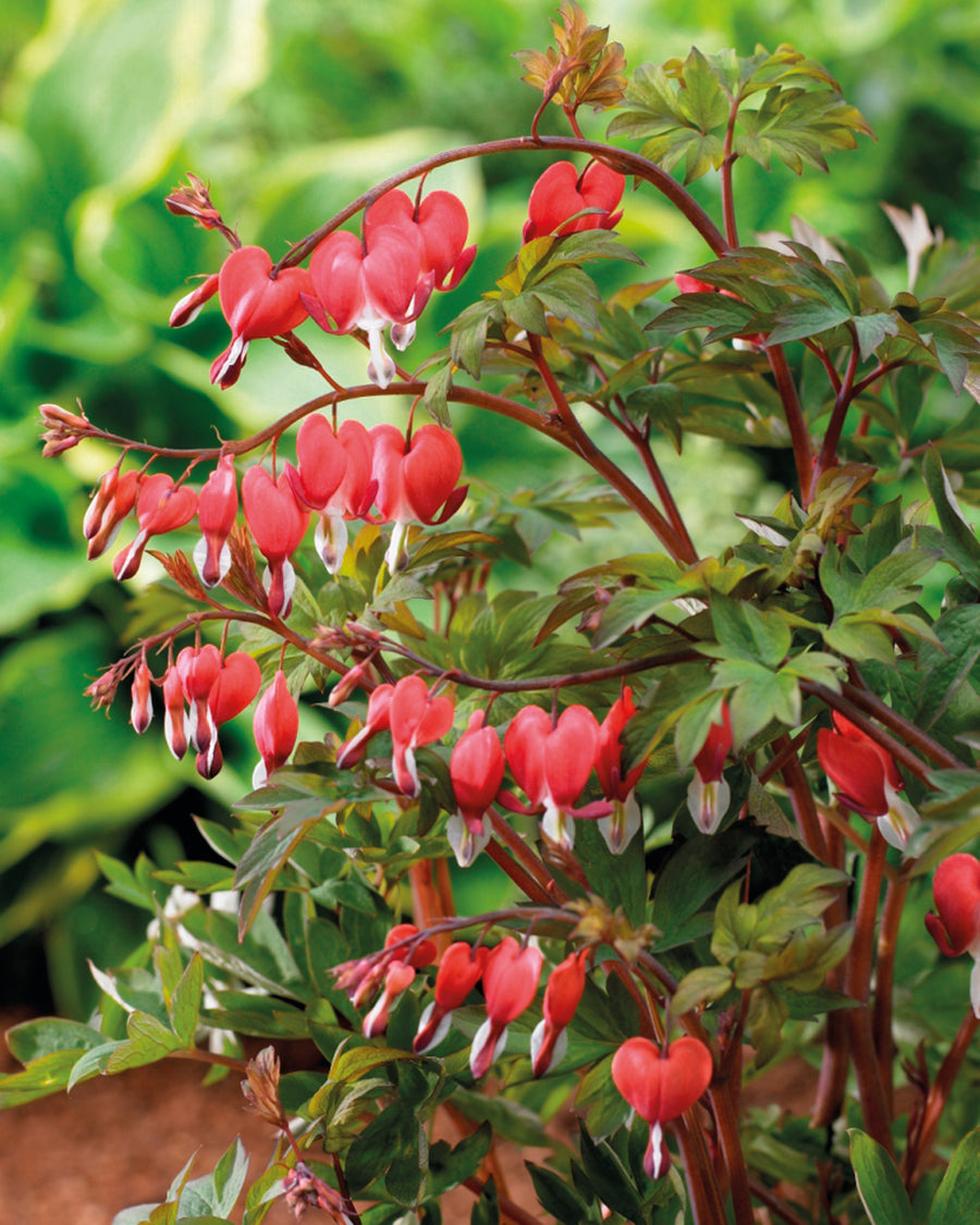Dicentra spectabilis 'Valentine' (bleeding heart), close-up of flowers and foliage.