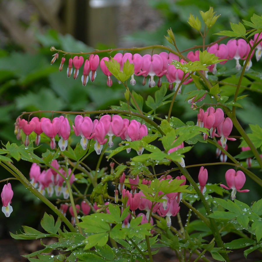 Dicentra spectabilis (common bleeding heart), close-up of flowers and foliage.