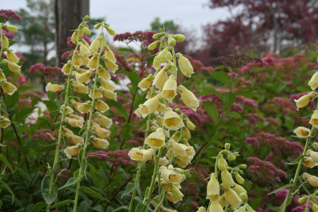 Foxglove, Yellow – Greenland Garden Centre