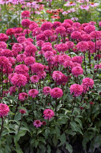 Echinacea 'Blackberry Truffle' (coneflower), mass of flowers.