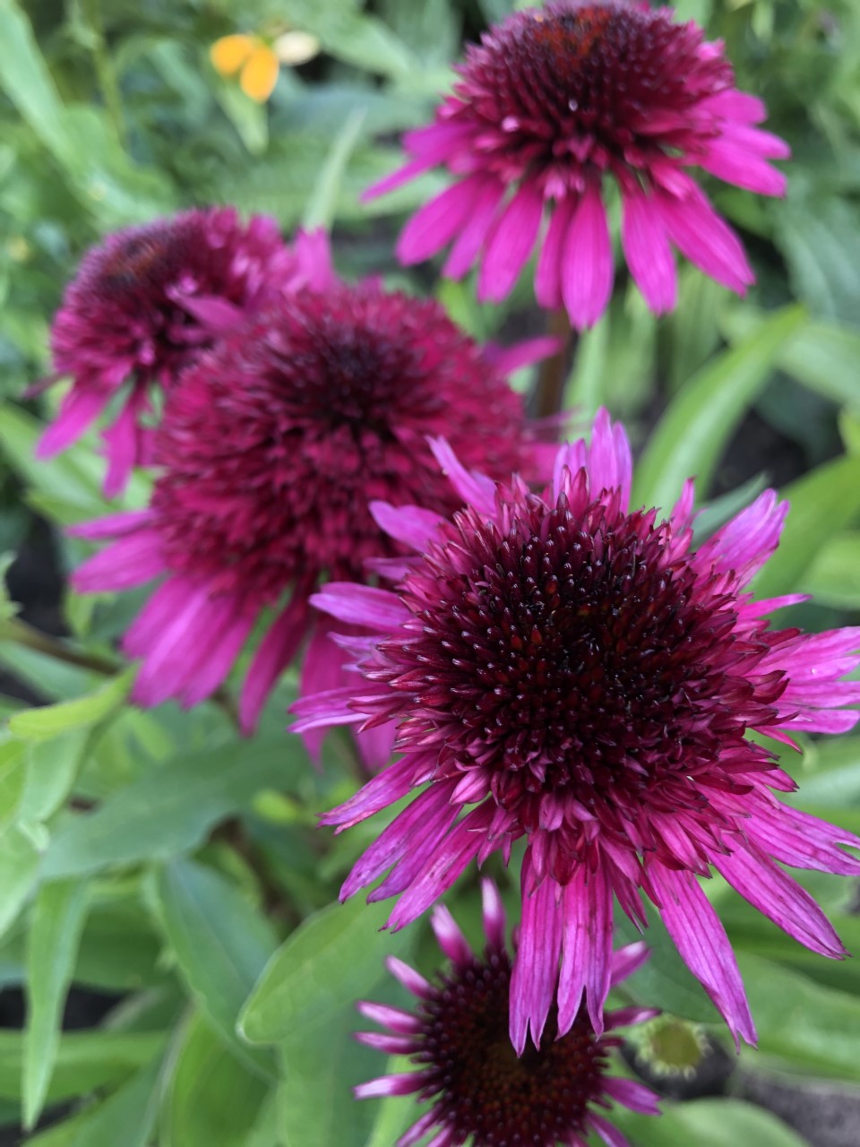 Echinacea 'Blueberry Cheesecake' (coneflower), close-up of flowers/.