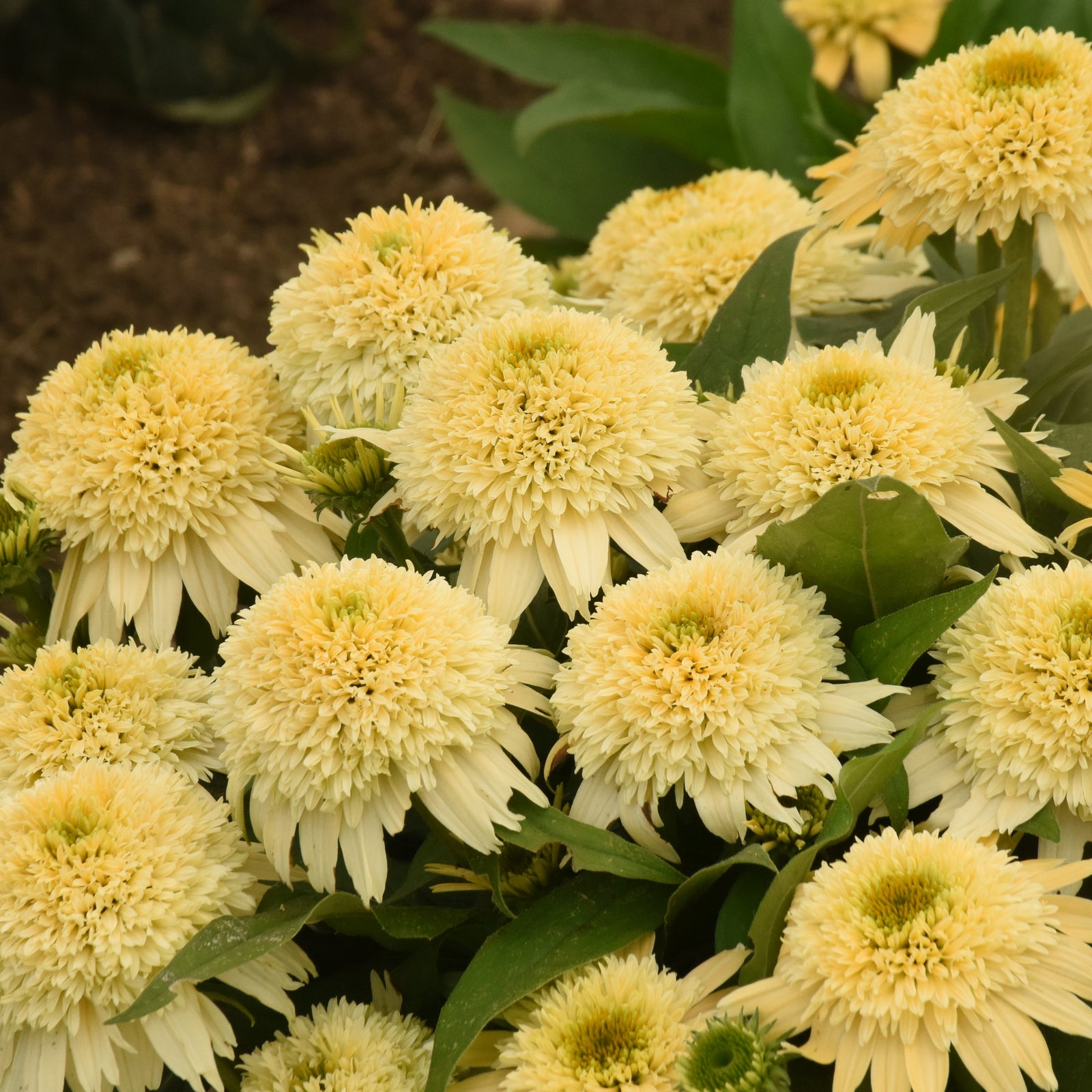Echinacea 'Butter Pecan' (coneflower), close-up of flowers.