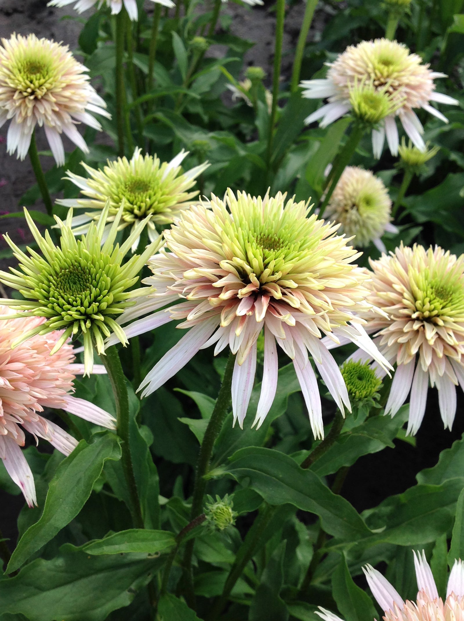 Echinacea 'Cherry Fluff' (coneflower), close-up of flowers.