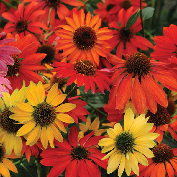 Echinacea 'Cheyenne Spirit' (coneflower), close-up of flowers.