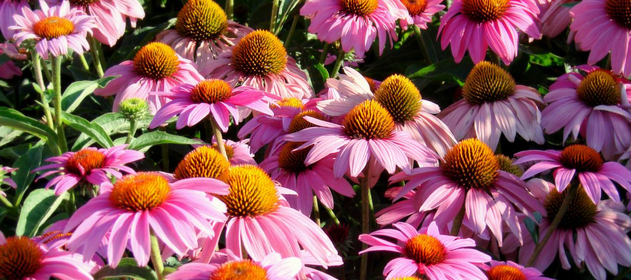 Echinacea purpurea 'Feeling Pink' (coneflower), mass of flowers.