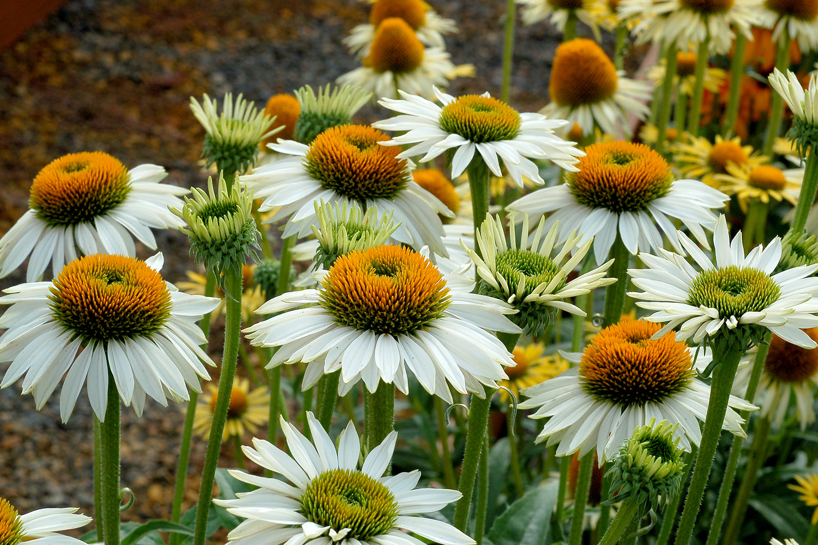 Echinacea purpurea 'Fragrant Angel' (coneflower), close-up of flowers.