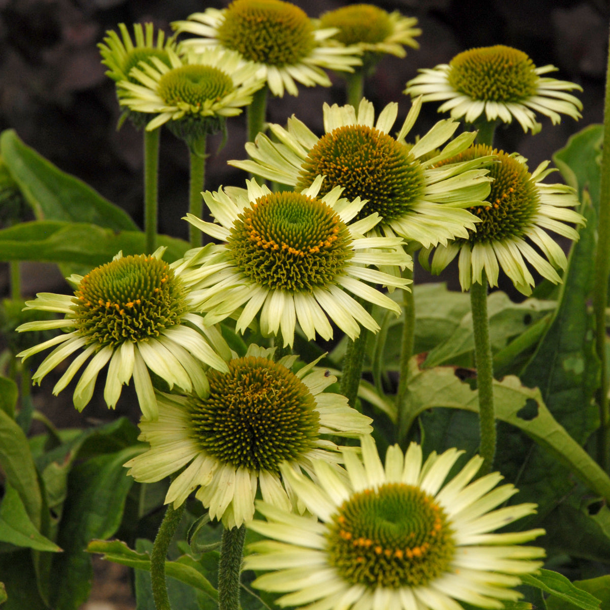 Echinacea purpurea 'Green Jewel' (coneflower), close-up of flowers.