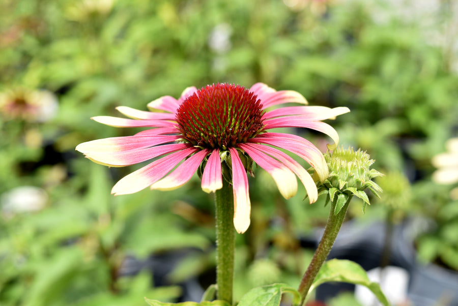 Echinacea purpurea 'Green Twister' (coneflower), close-up of flower.