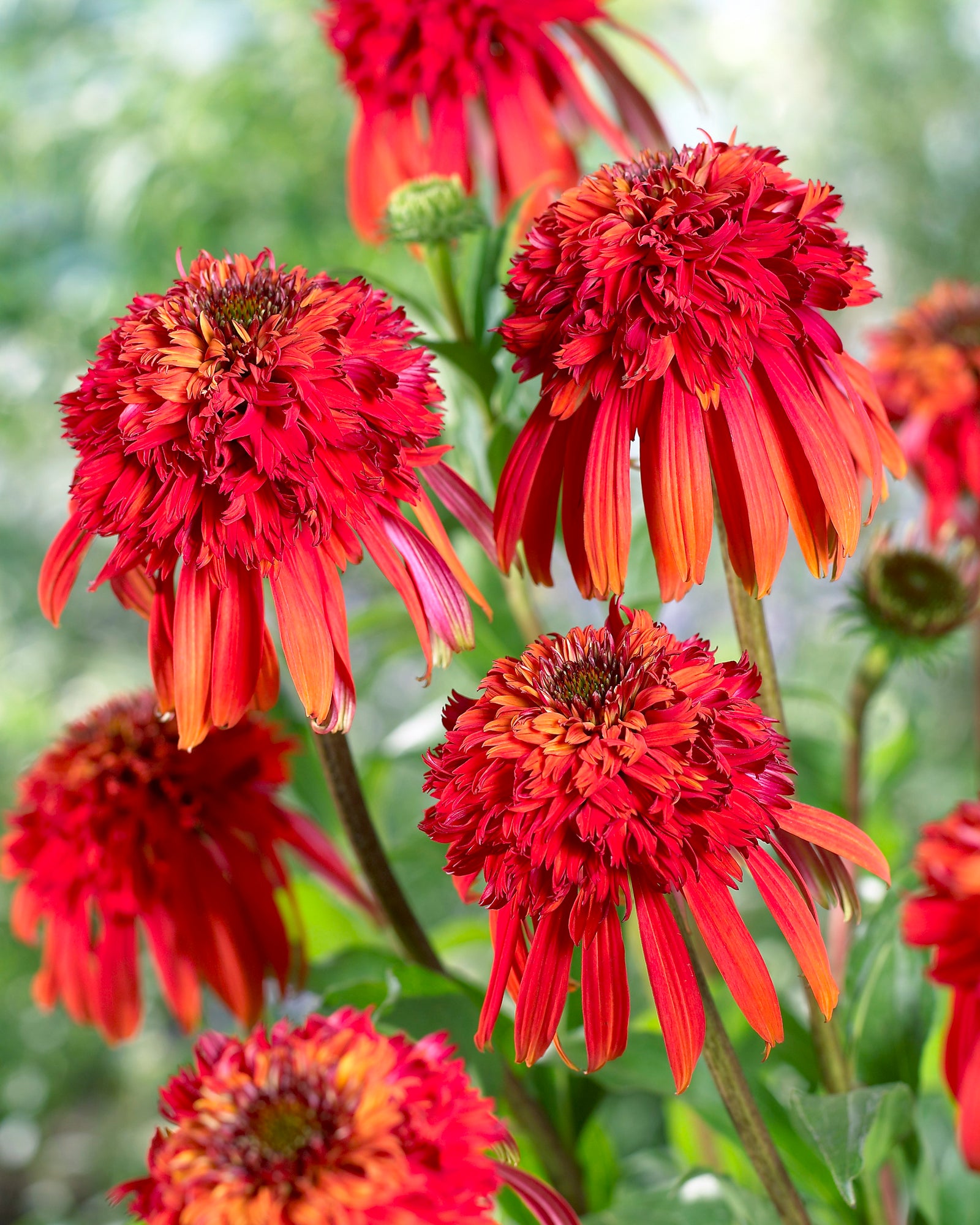 Echinacea 'Hot Papaya' (coneflower), close-up of flowers.