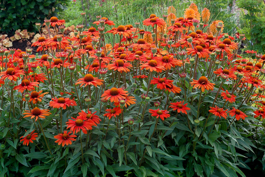 Echinacea KISMET Intense Orange (coneflower), mass of flowers and foliage.