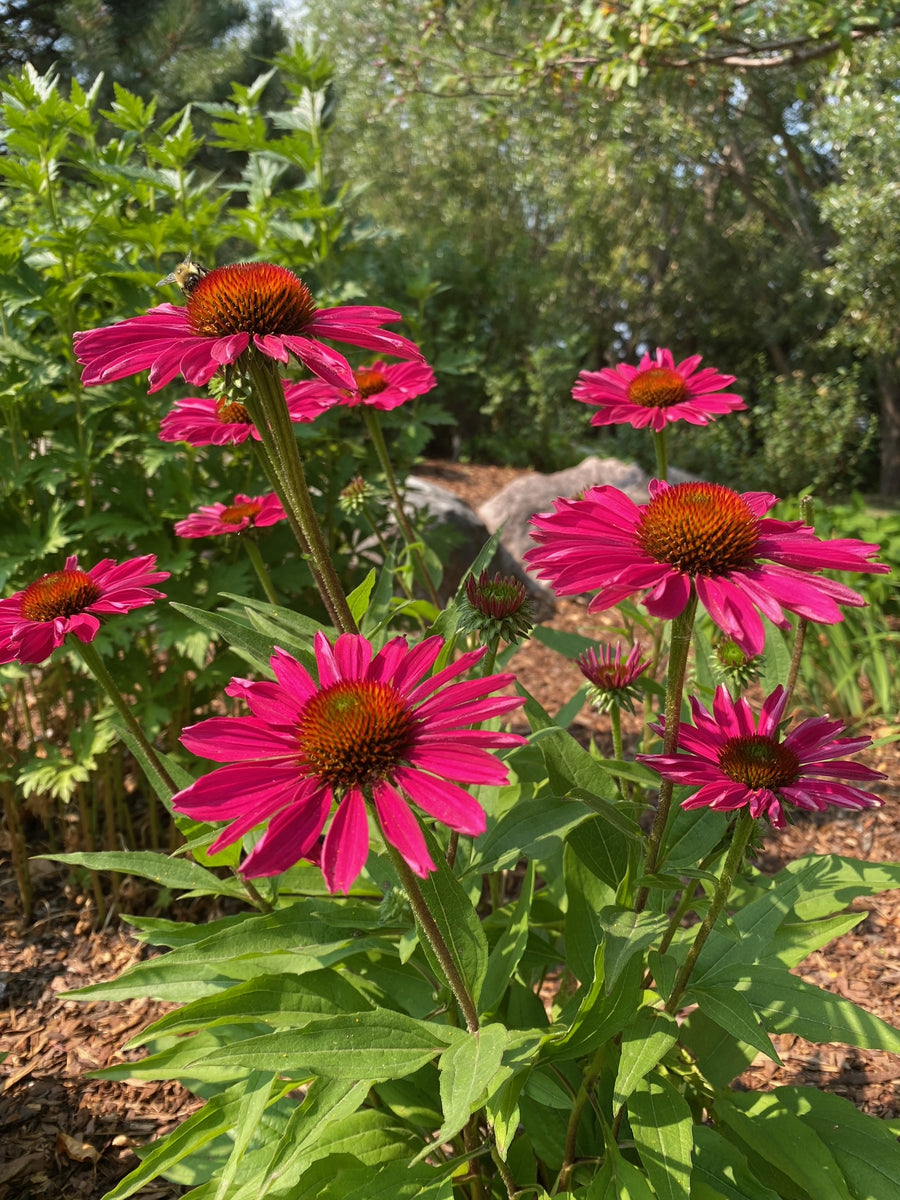 Echinacea KISMET Raspberry (coneflower), close-up of flowers.