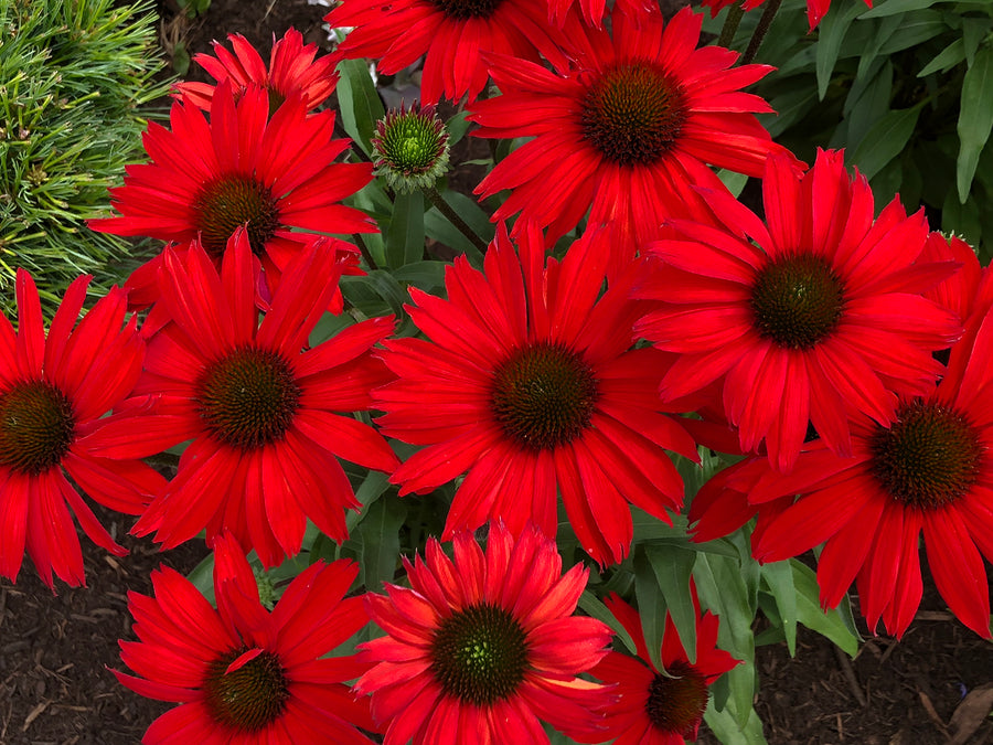 Echinacea KISMET Red (coneflower), close-up of flowers.