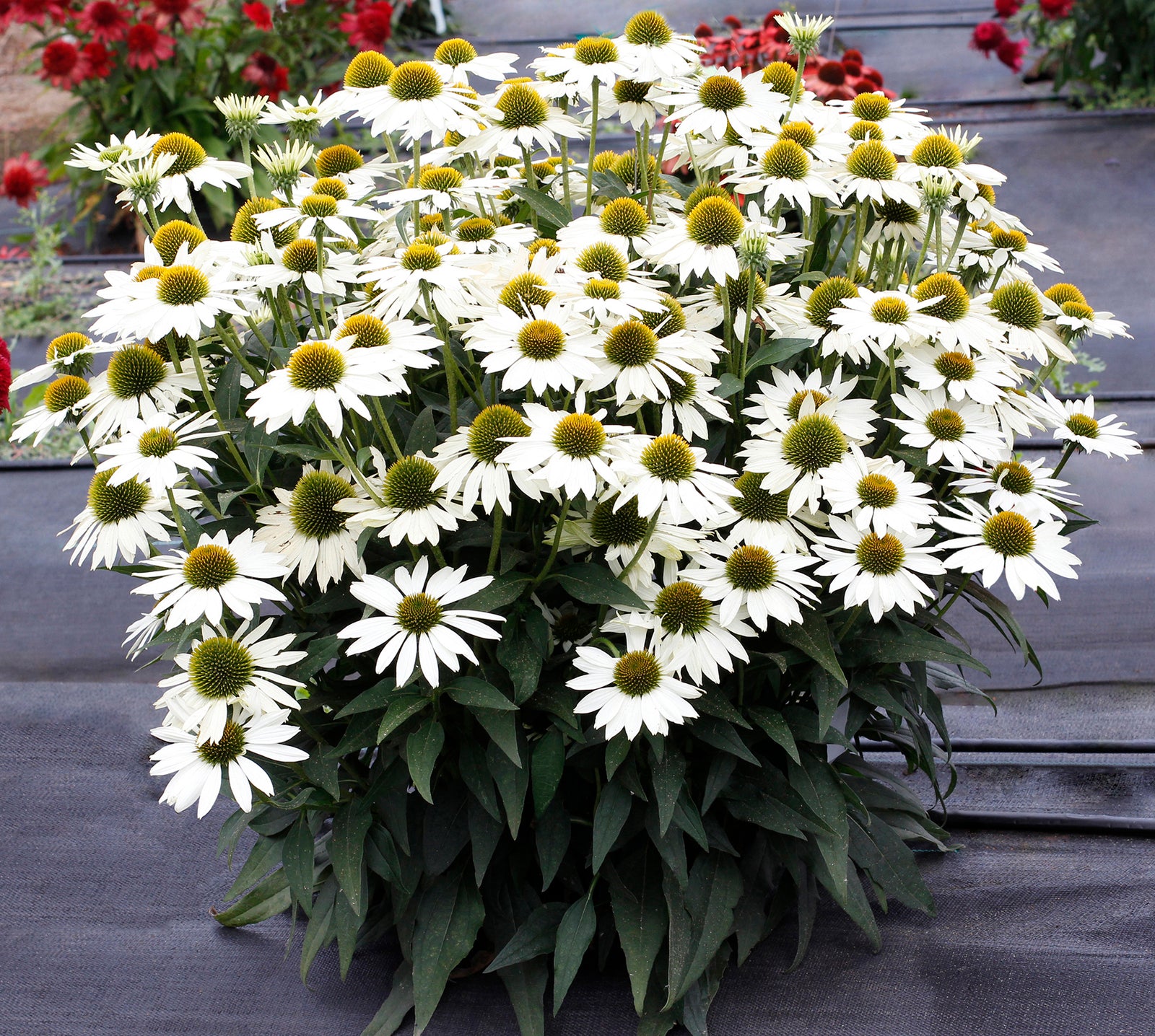 Echinacea KISMET White (coneflower), entire plant in bloom.