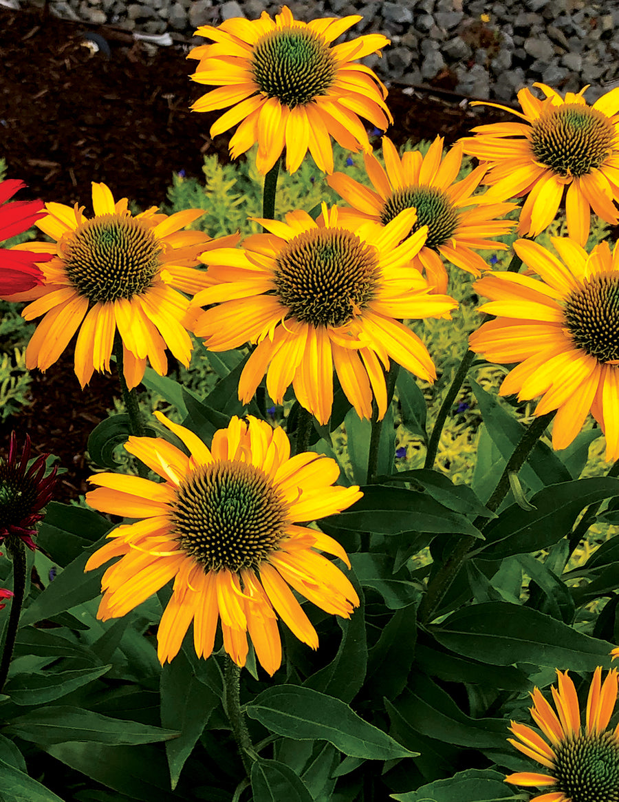 Echinacea KISMET Yellow (coneflower), close-up of flowers.