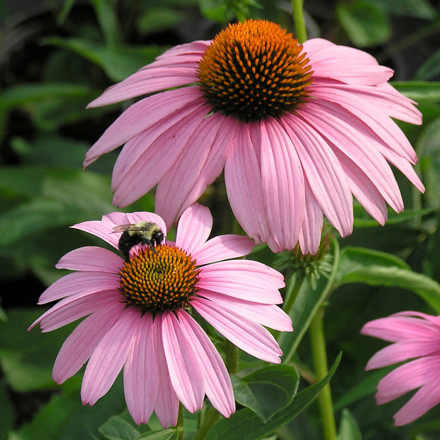 Echinacea purpurea 'Magnus' (coneflower), close-up of flowers.