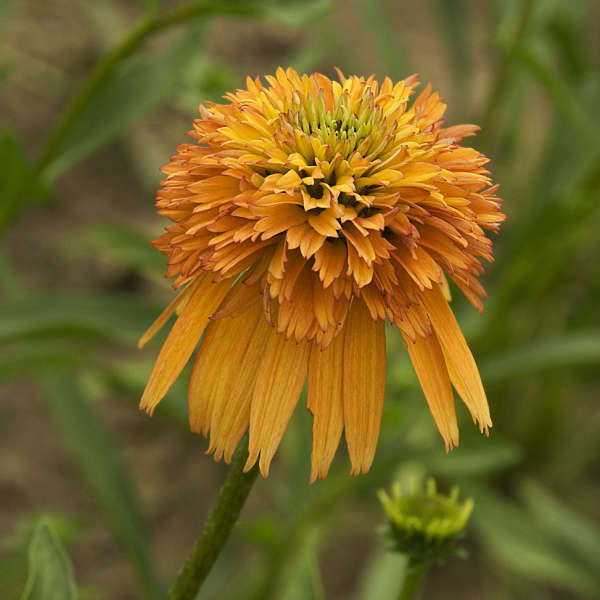 Echinacea 'Marmalade' (coneflower), close-up of flower.