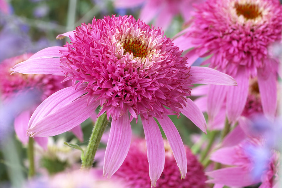 Echinacea 'Pink Double Delight' (coneflower), close-up of flowers.