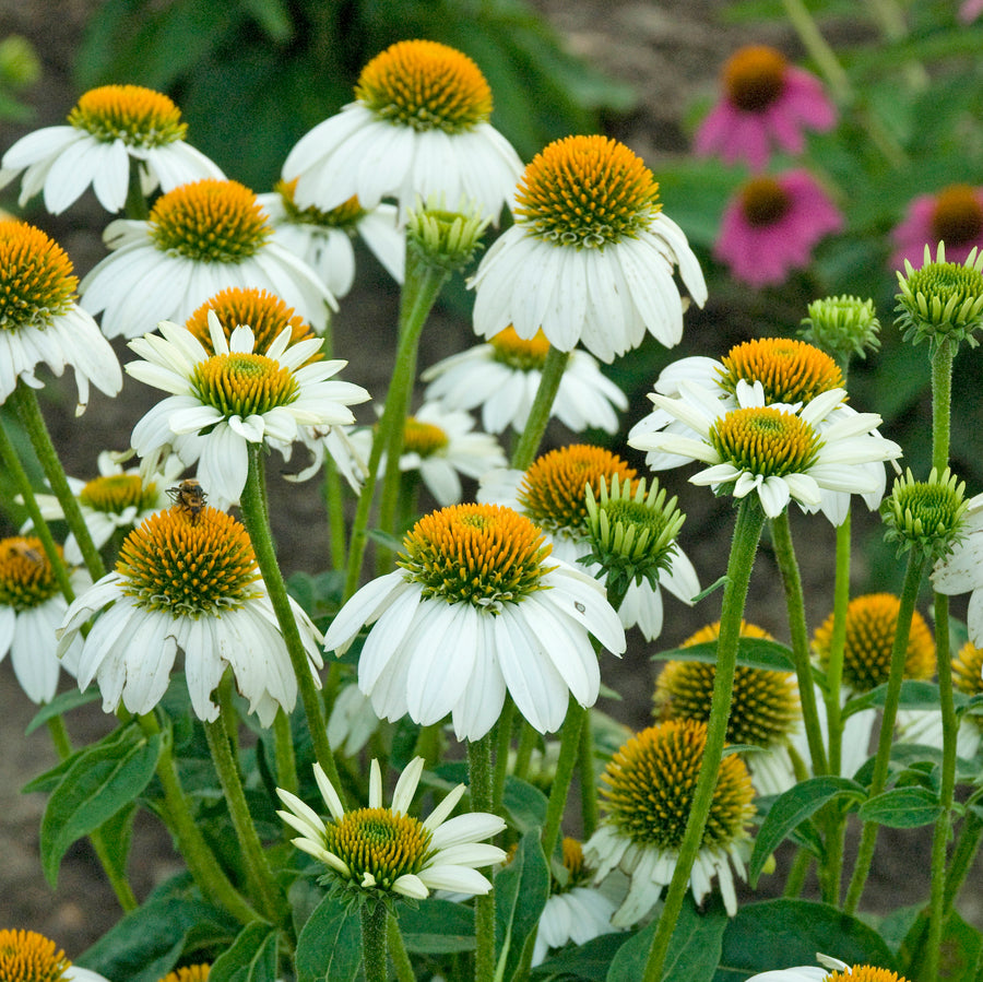 Echinacea purpurea 'Pow Wow White' (coneflower), close-up of flowers.