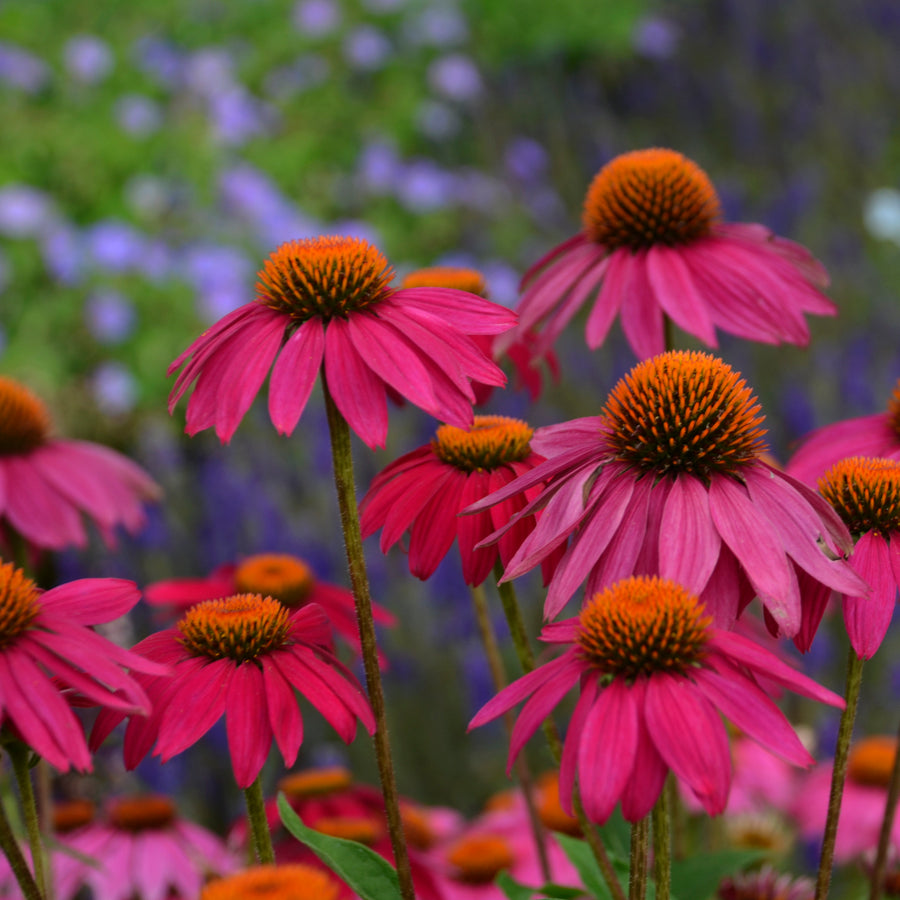 Echinacea purpurea 'Pow Wow Wild Berry' (coneflower), close-up of flowers.