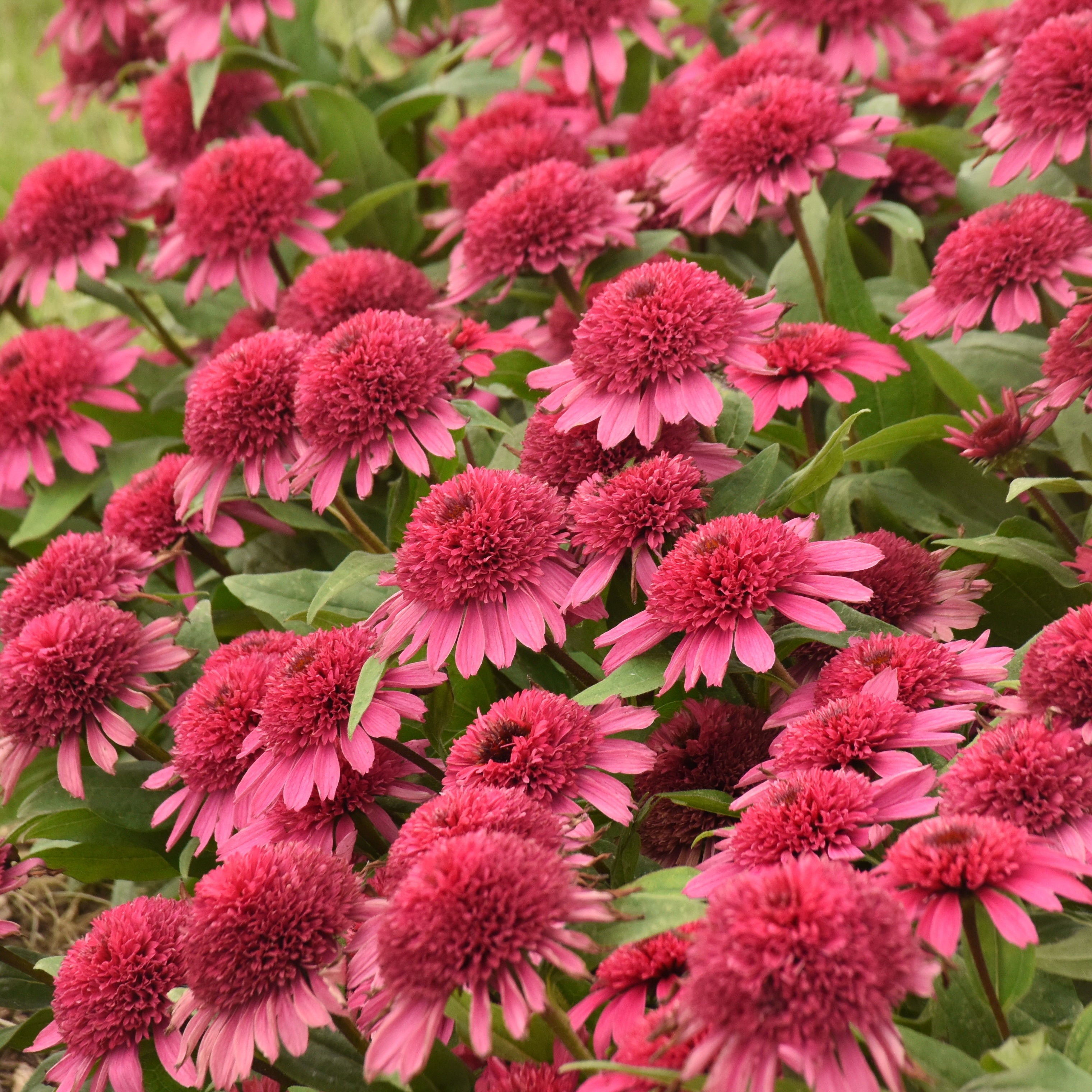 Raspberry Red Raised Beds How To Start And Maintain Your Own Backyard