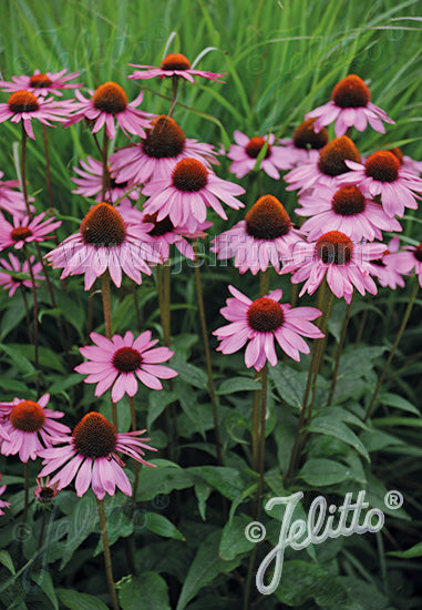Echinacea purpurea 'Ruby Star' (coneflower), close-up of flowers.