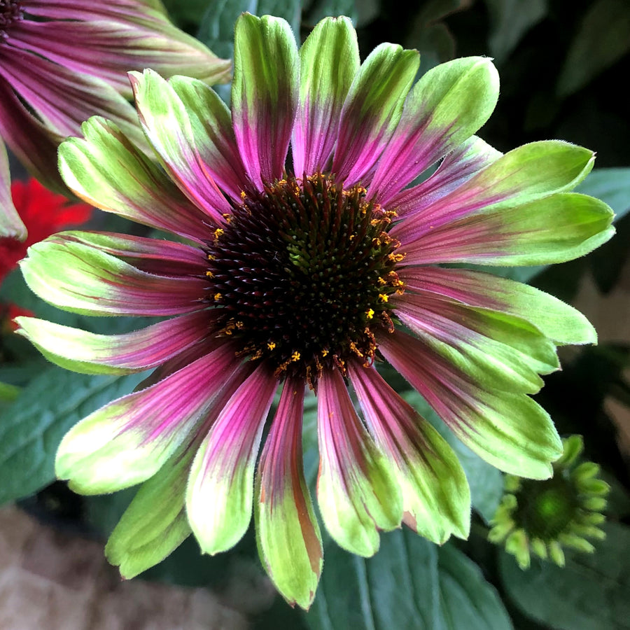 Echinacea purpurea 'Sweet Sandia' (coneflower), close-up of flower.