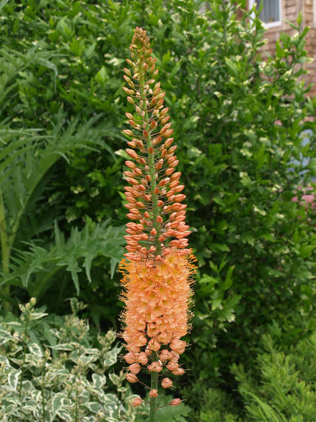 Foxtail Lily 'Cleopatra'