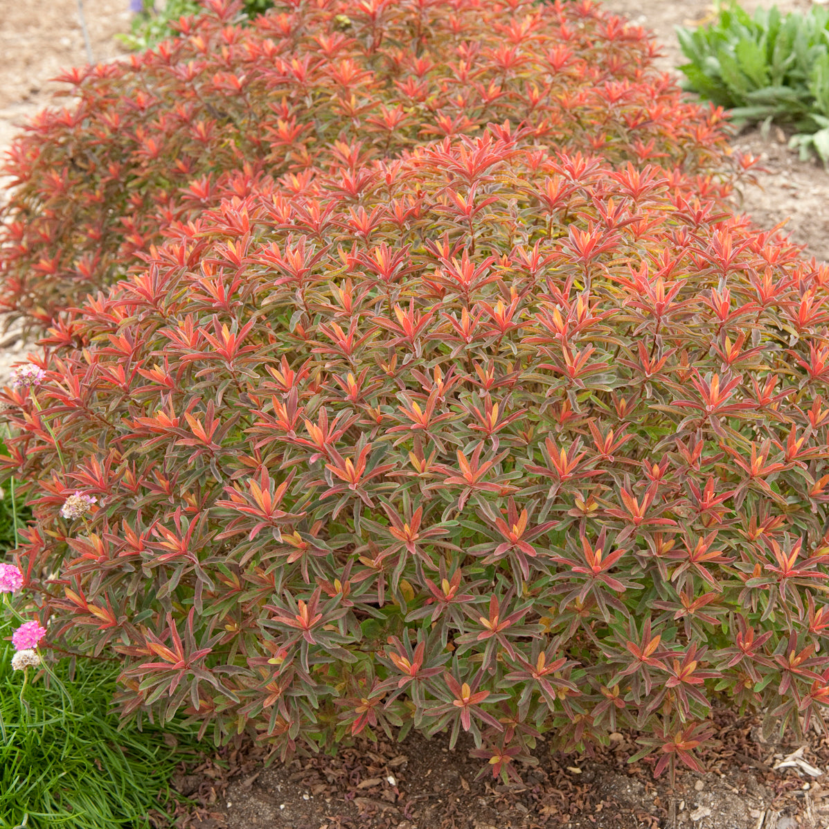 Euphorbia polychroma 'Bonfire' (cushion spurge), entire plant.