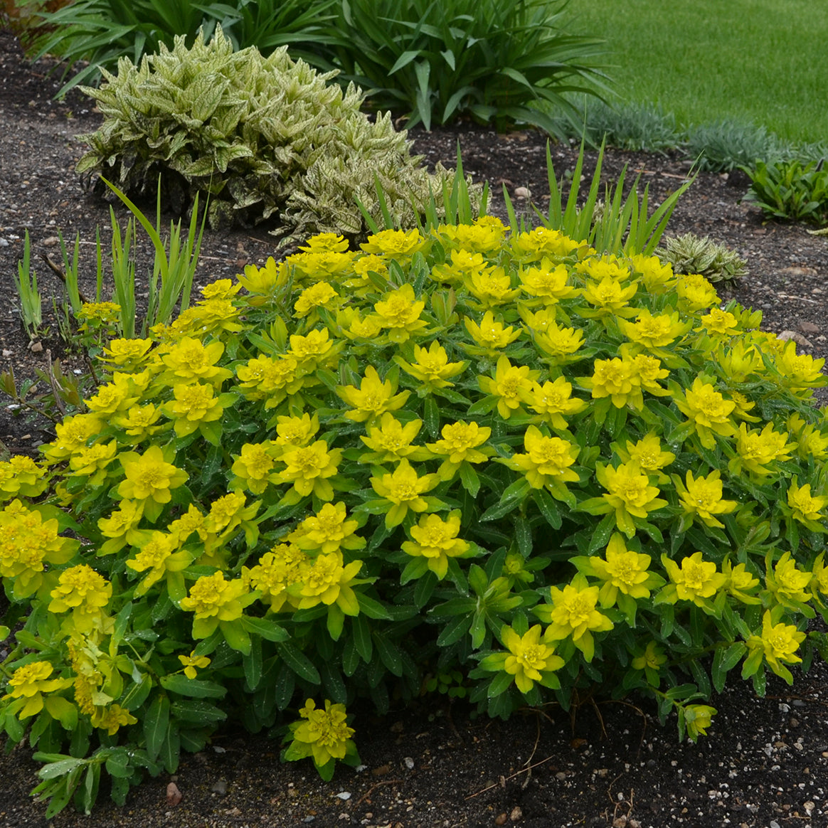 Euphorbia polychroma (cushion spurge), entire plant in bloom.