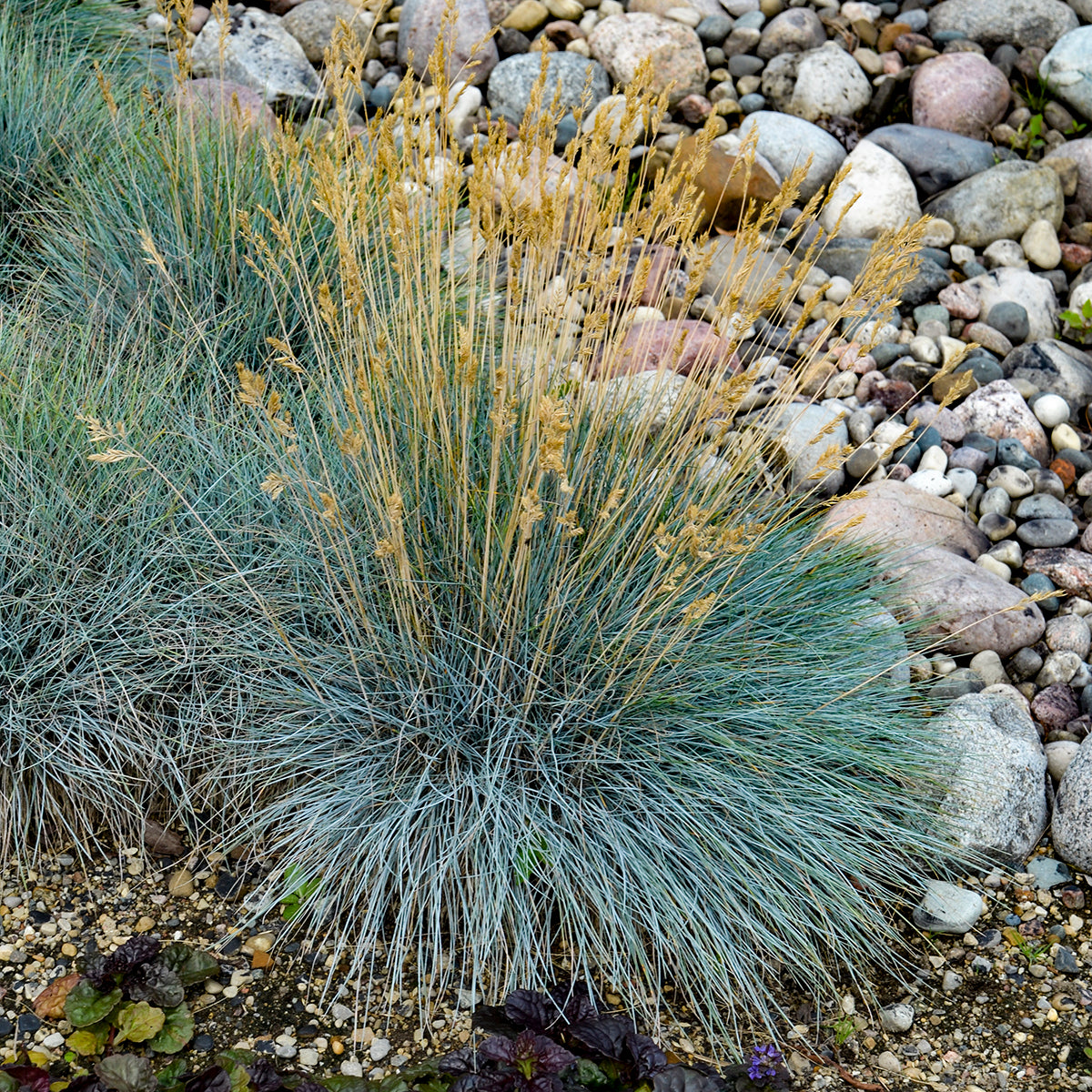 Festuca glauca 'Elijah Blue' (blue fescue), entire plant in bloom.