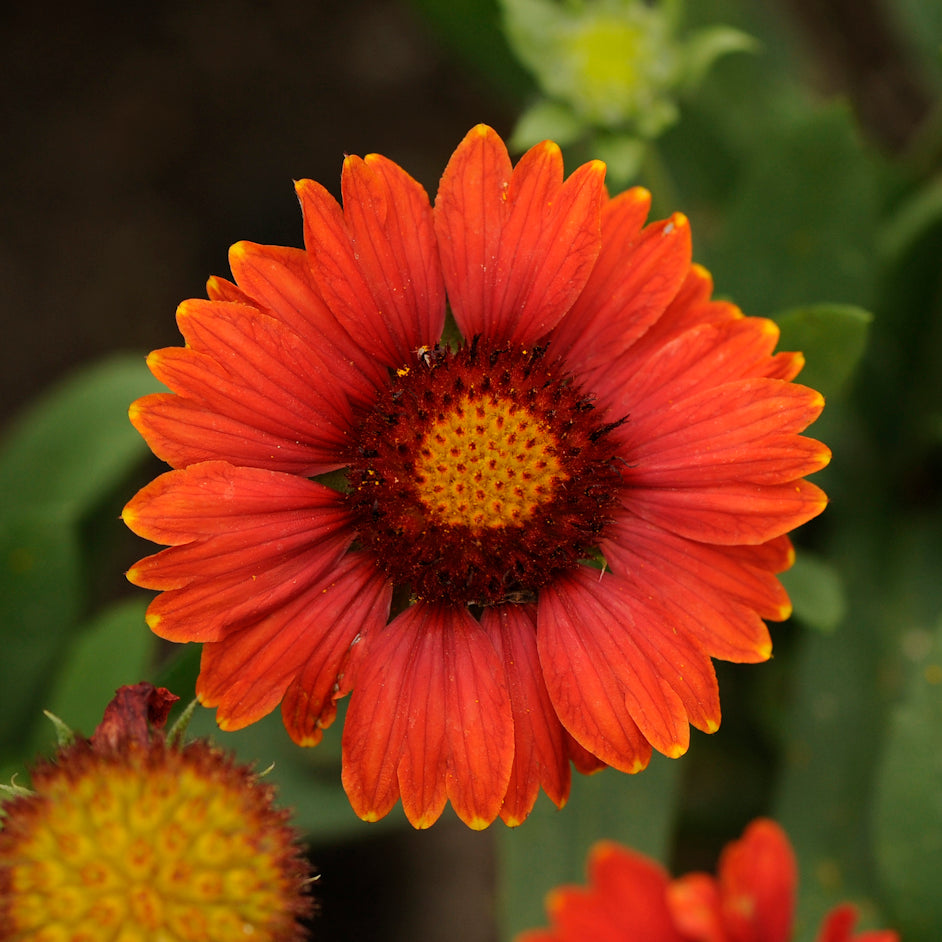Gaillardia aristata 'Arizona Red Shades' (blanketflower), close-up of flower.