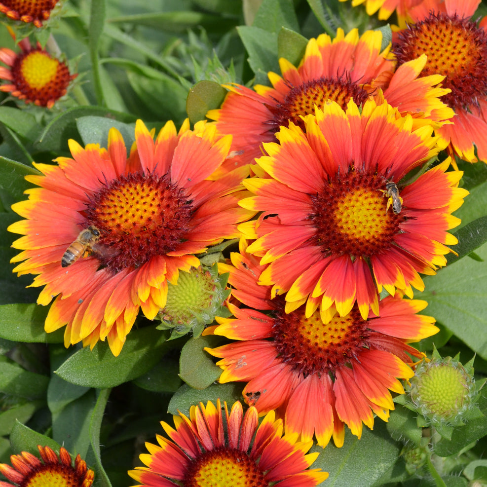Gaillardia aristata 'Arizona Sun' (blanketflower), close-up of flowers.