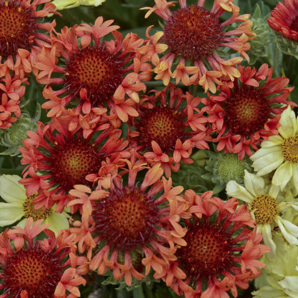 Gaillardia 'Fanfare Blaze' (blanketflower), close-up of flowers.