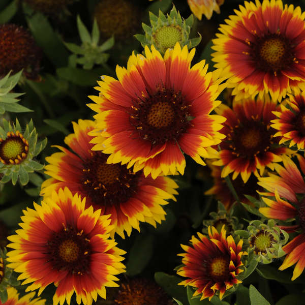 Gaillardia aristata 'Goblin' (blanketflower), close-up of flowers.