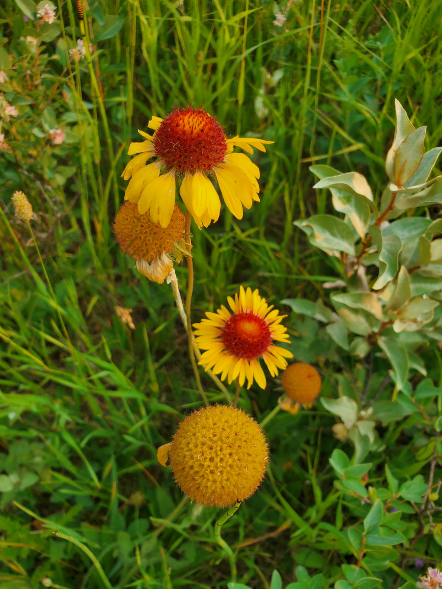 Gaillardia aristata (wild blanketflower), close-up of flowers.
