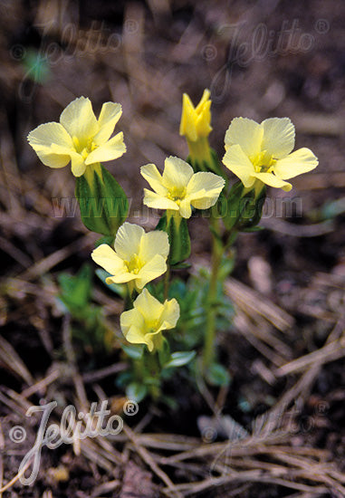 Gentian, Yellow Spring