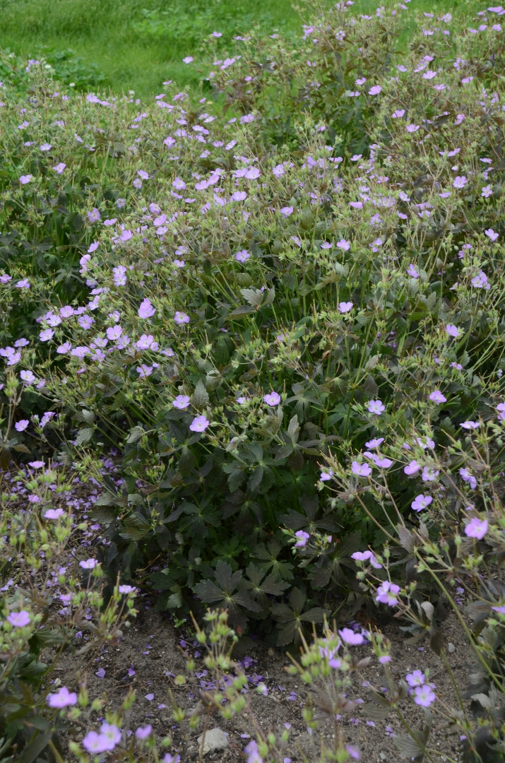 Geranium 'Crane Dance' (cranesbill), entire plant.