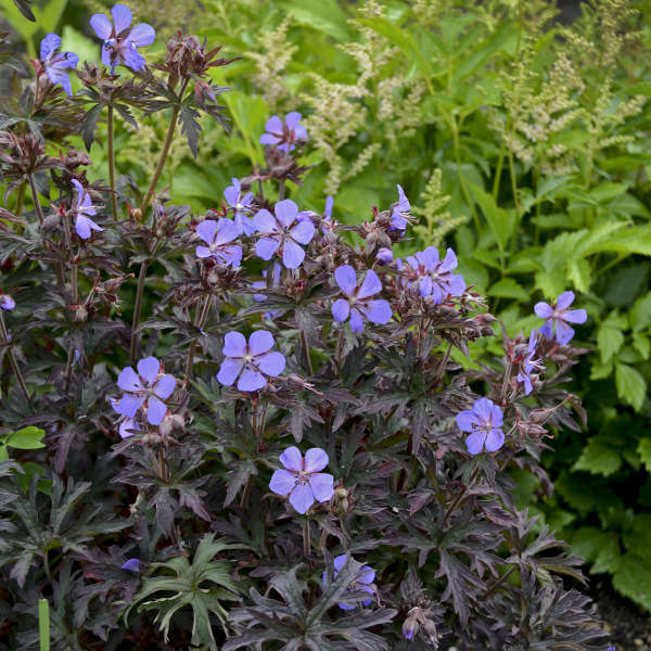 Geranium pratense 'Dark Reiter' (meadow cranesbill), close-up of flowers and foiage.